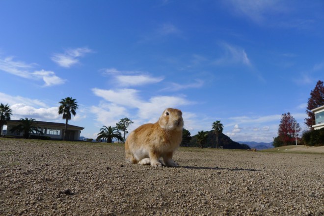 rabbit-island