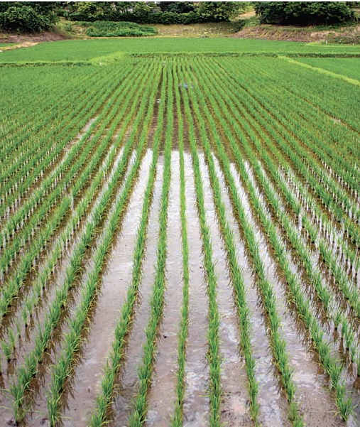 Bằng 2 viên ngọc bố vợ tặng, Hoho-demi có thể tự do dâng mực nước trên đồng khi cấy và hạ mực nước khi gặt