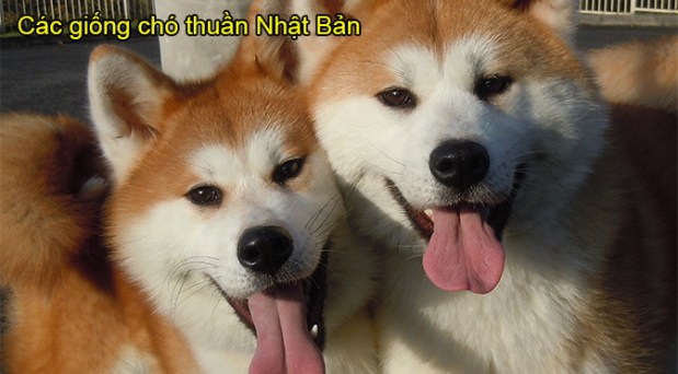 Các giống chó thuần Nhật&nbsp;Bản